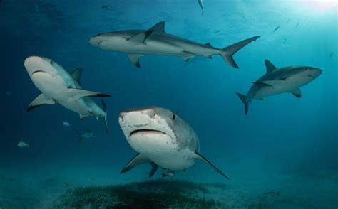 Image result for Shark vs Python