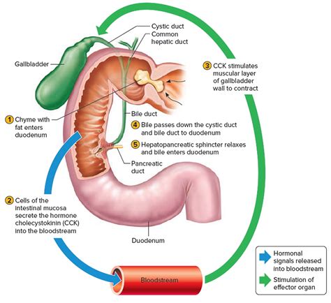 Gallbladder - Location and Function of Gallbladder