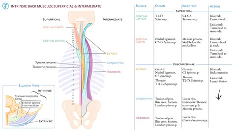 Advanced Anatomy & Physiology: Intrinsic Back Muscles: Superficial & Intermediate Layers | ditki ...