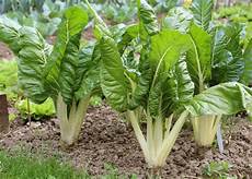 culture des blettes semer ou planter des blettes ou bettes 224 cardes ou poir 233 e culture des blettes semer ou planter des blettes ou bettes 224 cardes ou poir 233 e