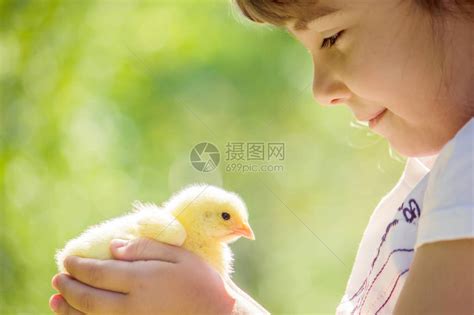 孩子手里握着一只鸡女孩和鸟有高清图片下载-正版图片507409200-摄图网