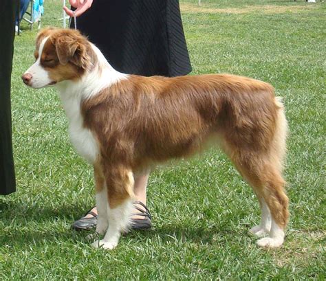 Miniature American Shepherd
