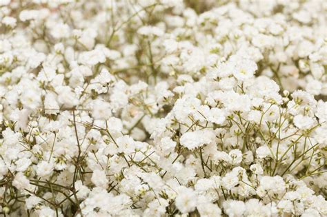 How To Dry A Baby’s Breath Flowers? 9 Step-By-Step Guide At Home