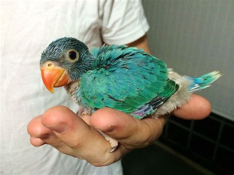 Indian Parrot Baby