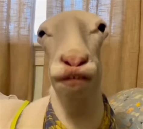 Image result for Python E Phonk Meme Origin