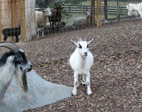 Miniature African Pygmy Goats - Tanglewood Farm Miniatures