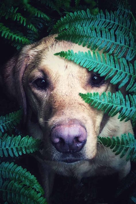 hyperkeratosis treatment dogs