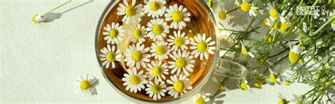 Chamomile Extract and Its Effect on Sleep – Nutriburstindia