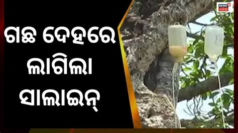 ଗଛ ନେଉଛି ସାଲାଇନ୍ ! ଆଶ୍ଚର୍ଯ୍ୟ ଲାଗୁଛି ନା ? ଜାଣନ୍ତୁ କଣ ରହିଛି ରହସ୍ୟ ...