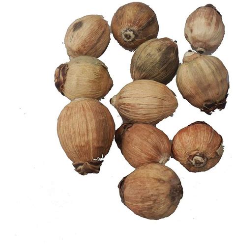 Firmus Laghu Nariyal/Shriphal/Mahalaxmi Coconut for Diwali pujan, Other ...