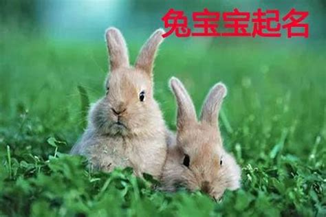 宠物兔子名字大全,纯朴清新的兔子宠物名字大全 - 逸生活