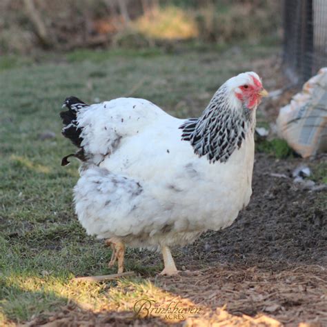 Columbian Wyandotte Chicken