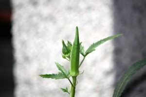 Splorias Okra Lady Finger Seed Price in India - Buy Splorias Okra Lady ...