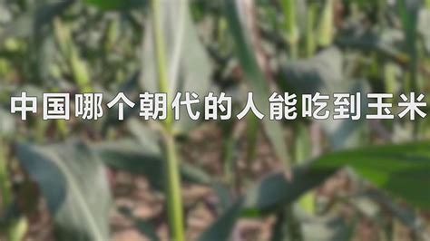 中国哪个朝代的人能吃到玉米 - 飞秒生活
