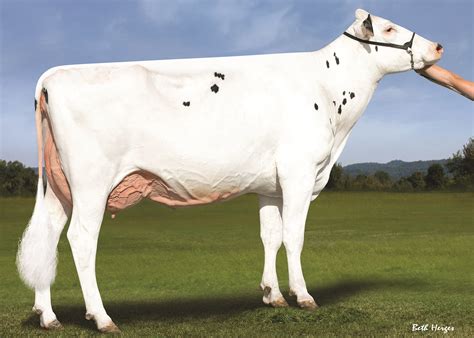 Storm-P - Genus ABS India