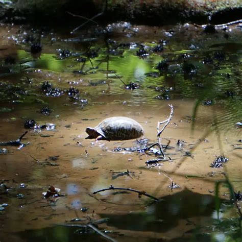 Image result for Different Types of Box Turtle