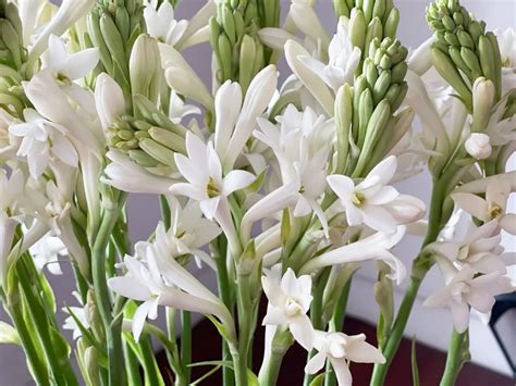SB Polianthes tuberosa 'Tuberose' Single Bloom Bulbs / India | Ubuy