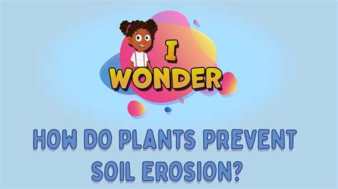 How Do Plants Prevent Soil Erosion? - LearningMole