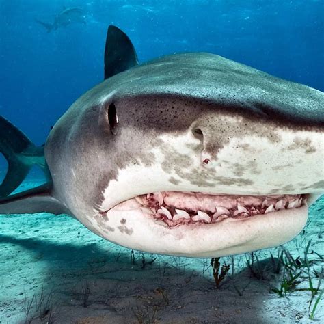 Tiger Shark Pictures