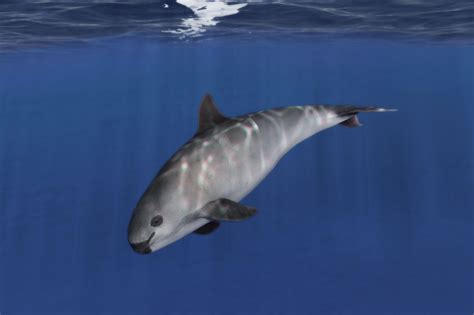 Top 10 Rare Animal Species