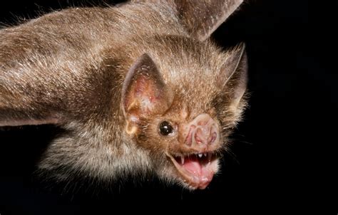 Why Female Vampire Bats Donate Blood to Friends | National Geographic