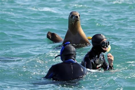 Lobos marinos en San Antonio Este