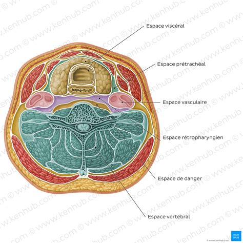 Anatomie du cou : Muscles, glandes, organes | Kenhub