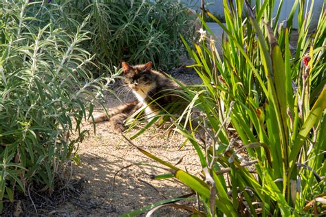 The Cats of University Heights: Luci – 5 Minutes with Joe