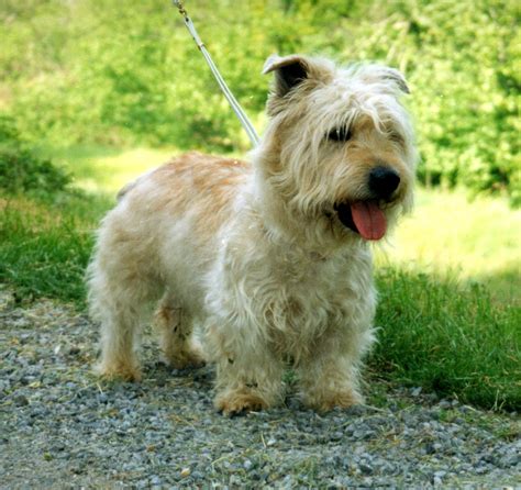 Glen of Imaal Terrier - Puppies, Rescue, Pictures, Information ...