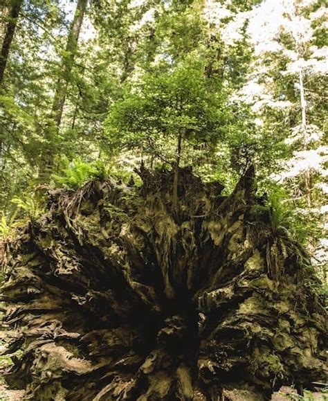 Random Interesting 的图像结果