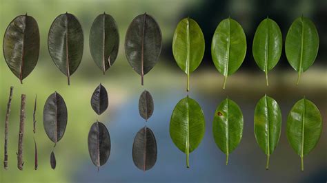 4K Ficus Elastica Leaves Textures Pack Model - TurboSquid 2323690