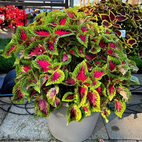 10 Stunning Plants With Red and Green Leaves for Festive Decor