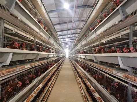 蛋鸡多级生产线输送机生产线的家禽养殖场蛋鸡养殖场农业技术设备厂高清图片下载-正版图片507458553-摄图网