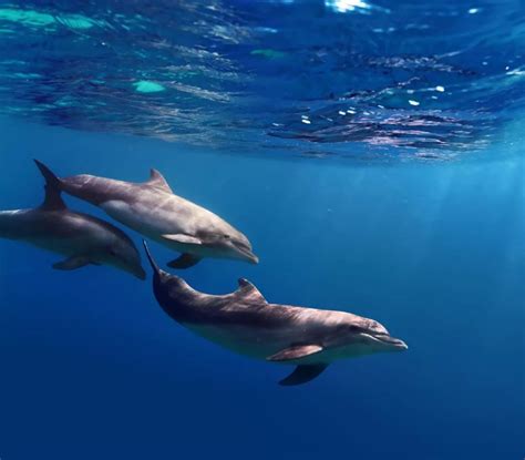 海洋 的图像结果