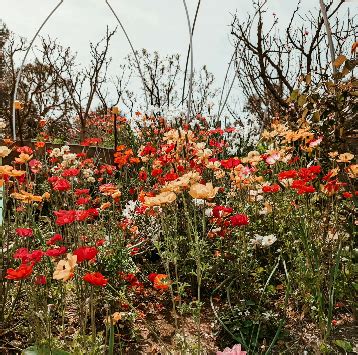Buy Local Heart 的图像结果