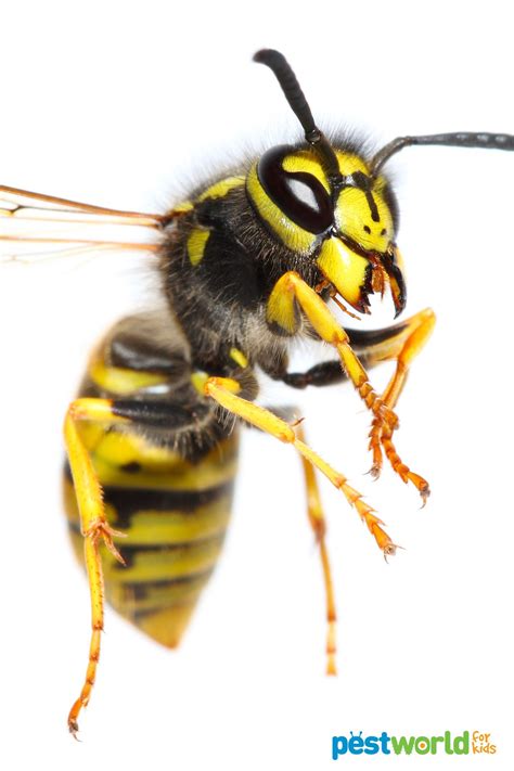 Bug Battles: Bald-Faced Hornet vs. Yellowjacket