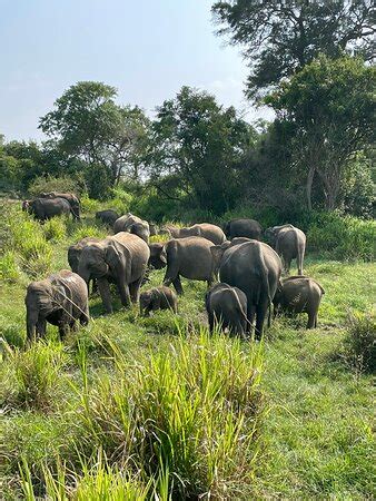 Aruna Travel & Tours - Seeduwa | Tripadvisor