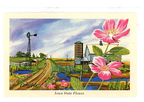 IA - Iowa State Flower (The Wild Rose) Artist: Ken Haag | United States ...