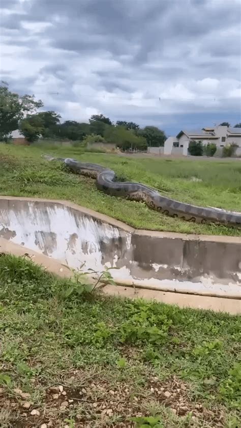 Big Python's 的图像结果