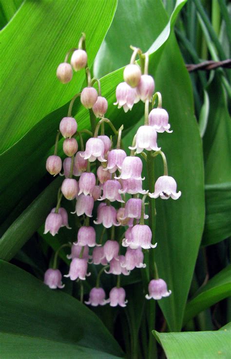 Pink Lily of the Valley Flowers