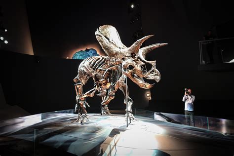 Meet Horridus, the world's best-preserved and most complete Triceratops