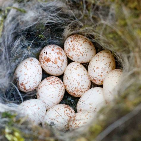 All about bird eggs - GardenBird