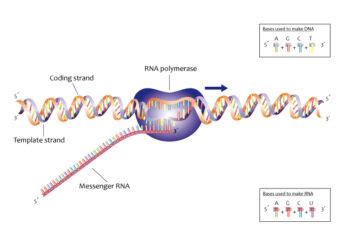 Prokaryotic Transcription – Elongation & Termination - Understanding ...