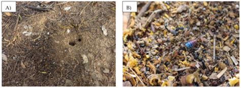 Applied Sciences | Special Issue : Sustainable Agriculture and Soil ...