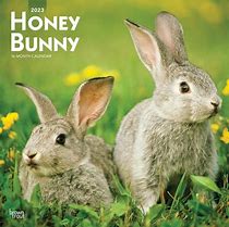 Image result for Funny Fat Baby Bunnies Calendar