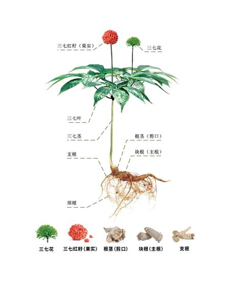 三七的植物形态和生长特性 - 文山三七网