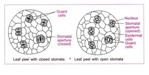 Write four sequential steps of the procedure of the experiment ...