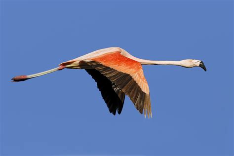 Chilean Flamingo (Phoenicopterus chilensis) - Birding Puerto Madryn