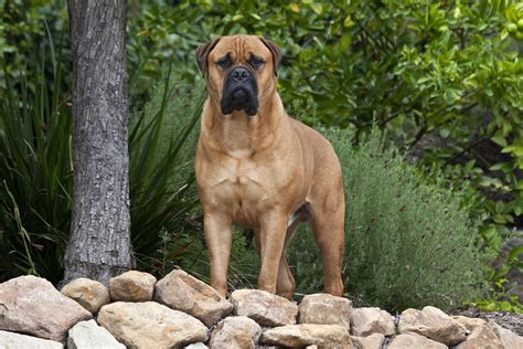Boerboel All Big Dog Breeds - Photos