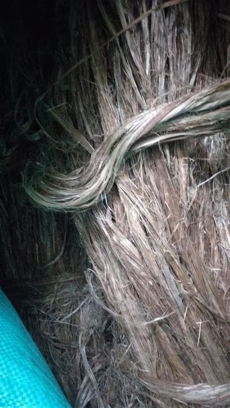 Natural Fibers - Sun Hemp Fiber Retailer from Chennai